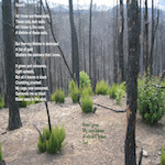 Photo of Free Verse Poem