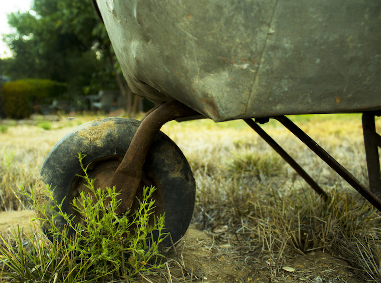This image shows a rusty wheelbarrow in a grassy field.