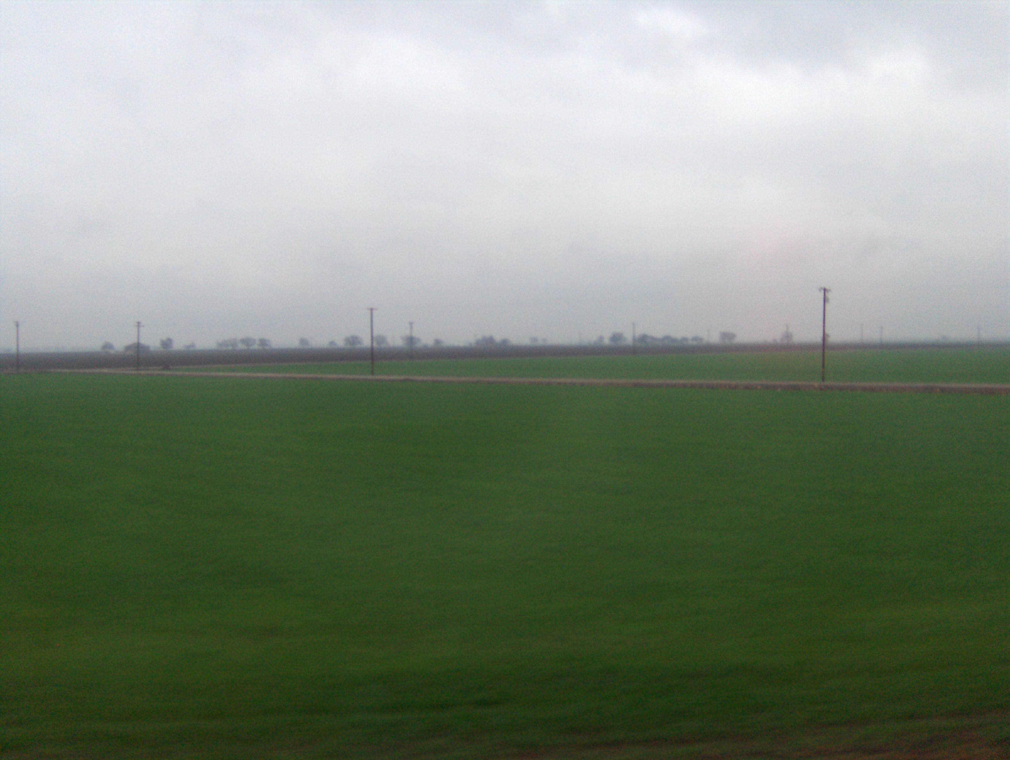 Rainy Field