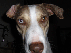 A closeup of my mother's dog