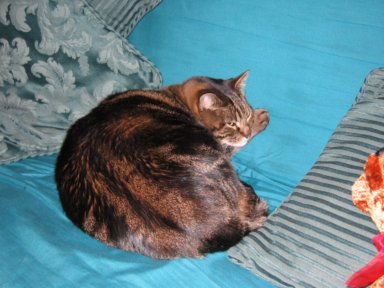 my cat