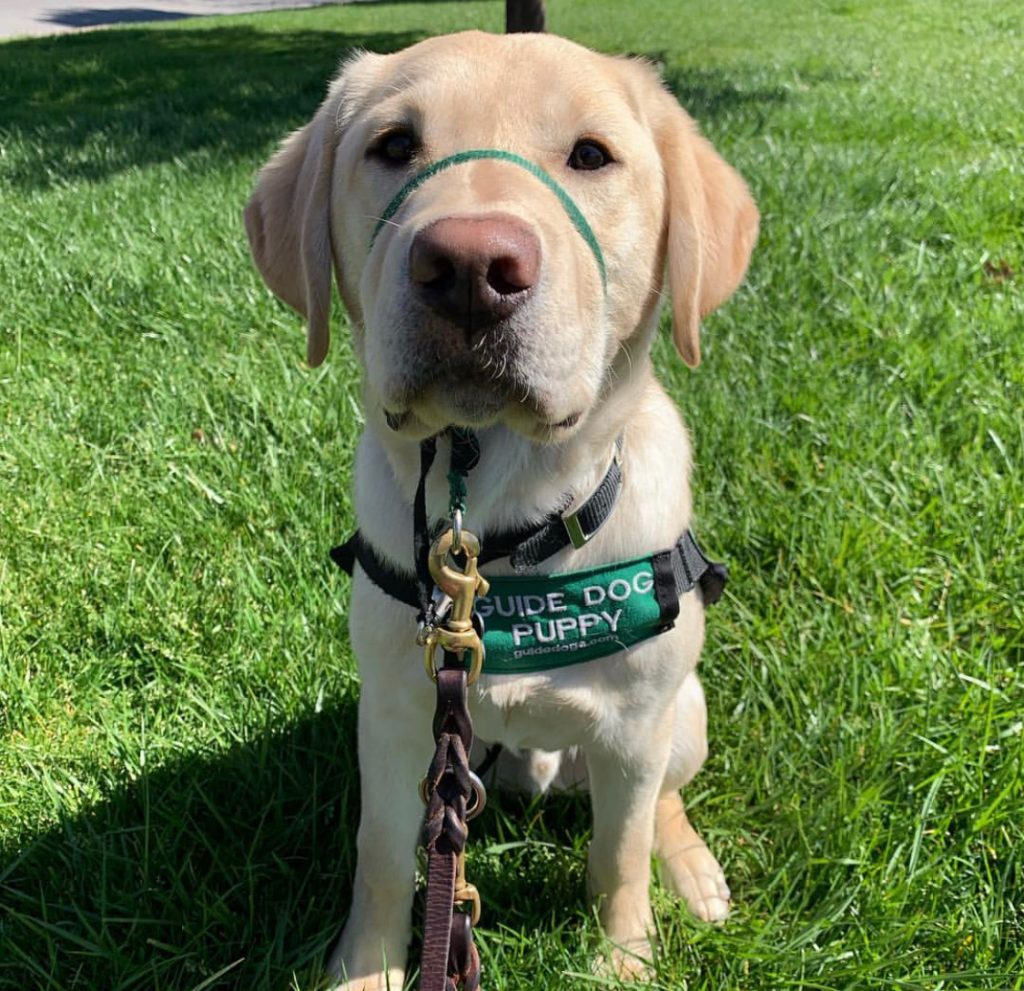Yellow lab puppy sits on green grass with green guide dog puppy vest on.
