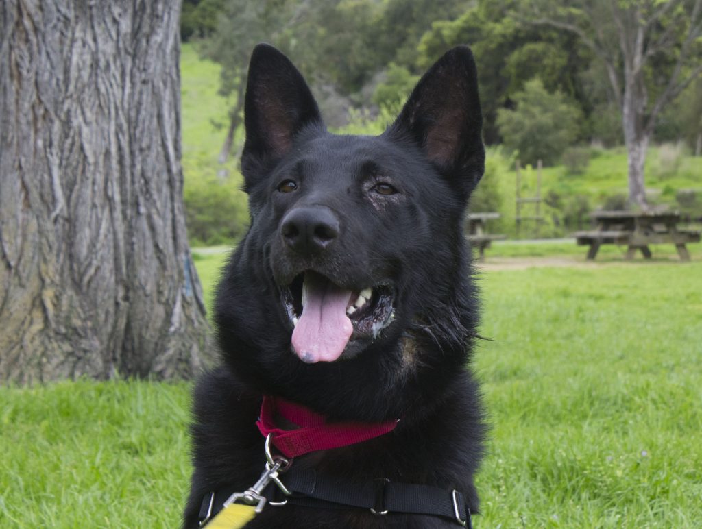 This is a photo of a black German Shepherd sitting in green grass in front of a tree.