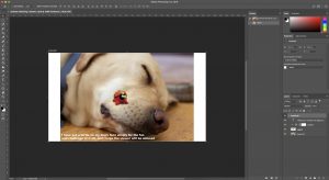 This screen shot shows my photoshop workspace for a blend modes photo in which I put a turtle from one picture on to a separate picture of my dog.