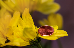 A penny balancing on the petals of a yellow flower. 