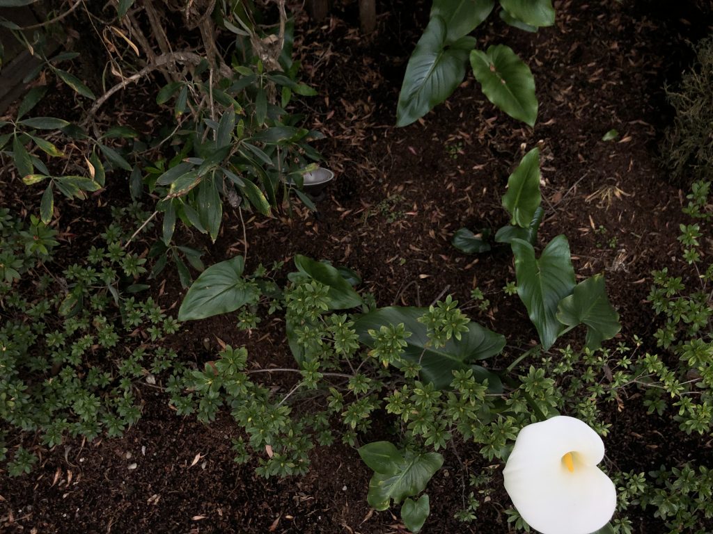 The image shows a large white flower in the bottom right corner surrounded by other green plants in a garden.