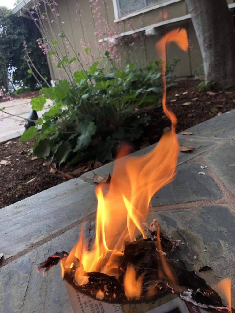 The image shows a fire in the bottom half of the photo, and a large green plant in the top half of the photo. 