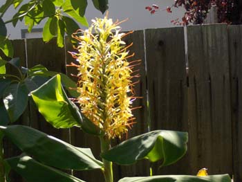 yetzenia1 (10)