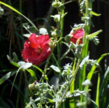 yetzenia1 (13)