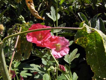 yetzenia1 (14)