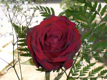 yetzenia1 (4)