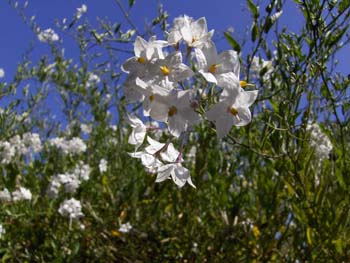 yetzenia1 (5)