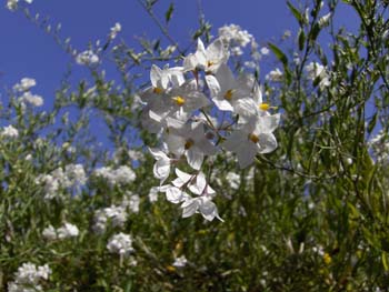 yetzenia1 (6)