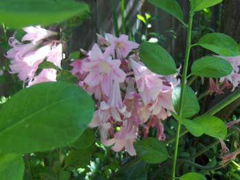 yetzenia1 (9)