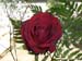 yetzenia1 (4)