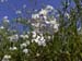 yetzenia1 (6)